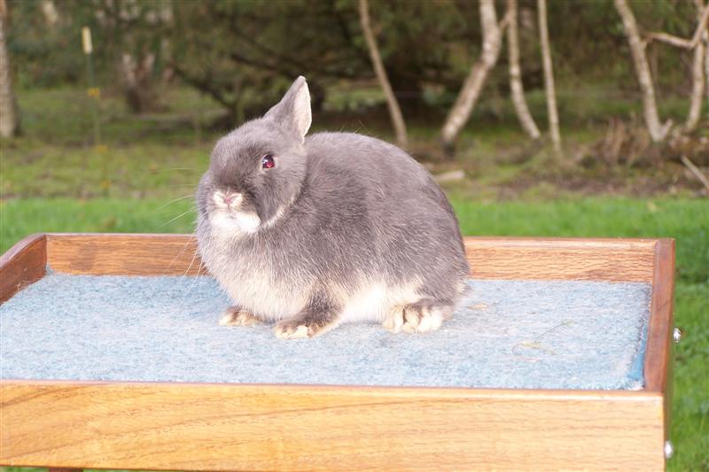 10.12.bluebell.jpg